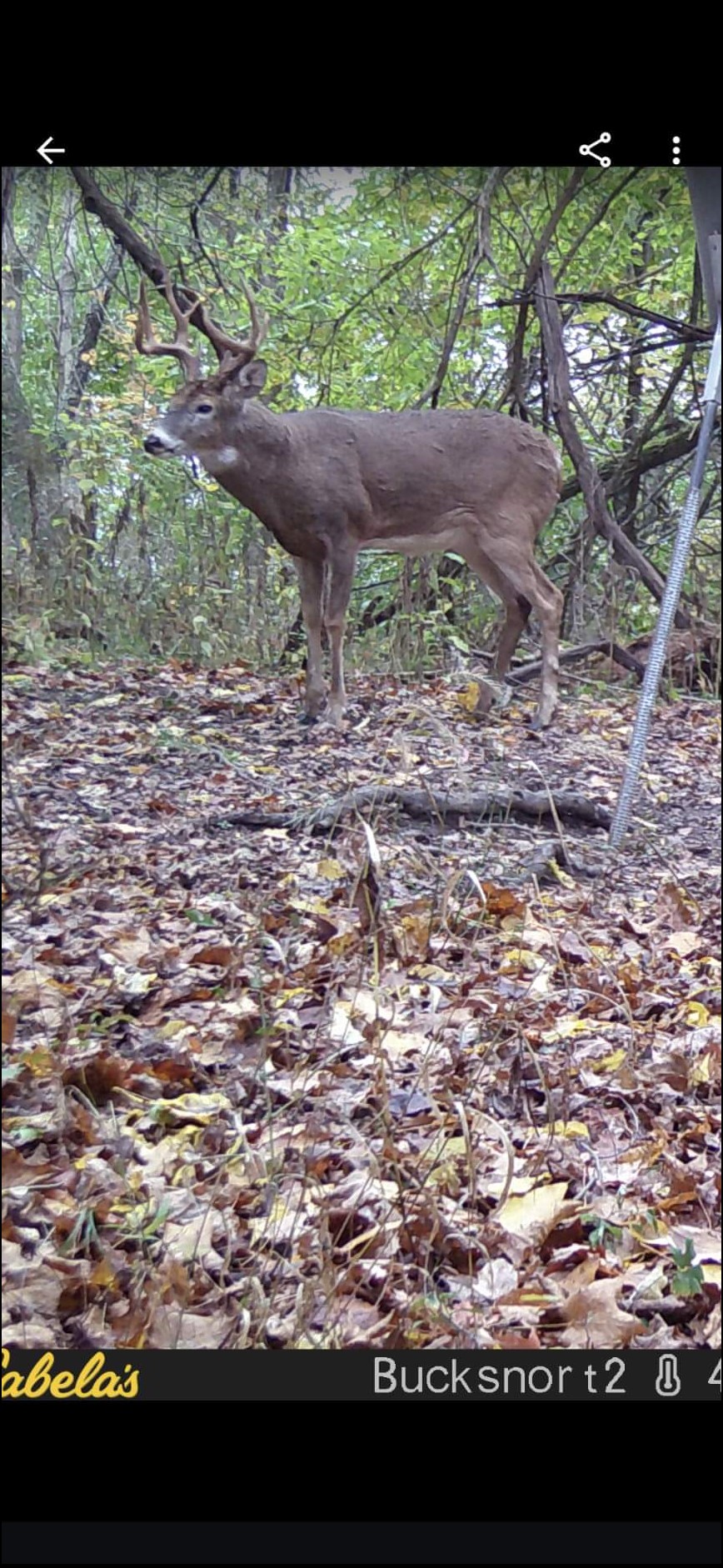 Mr Bowhunter's embedded Photo