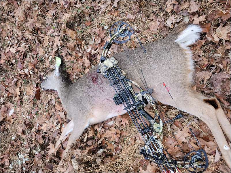 Bowhunting 5C's embedded Photo