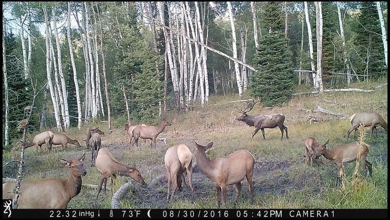 Bugle.elk's embedded Photo