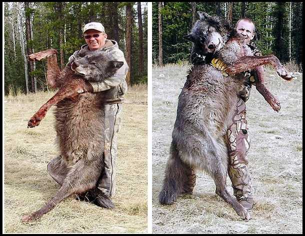 honey badger vs. honey badger vs crocodile. Post by herpestes42 on Oct 31, 2010, 6: Post by herpestes42 on Oct 31, 2010, 6:50am. Wolf of this size: [image] (at least 90 kg,