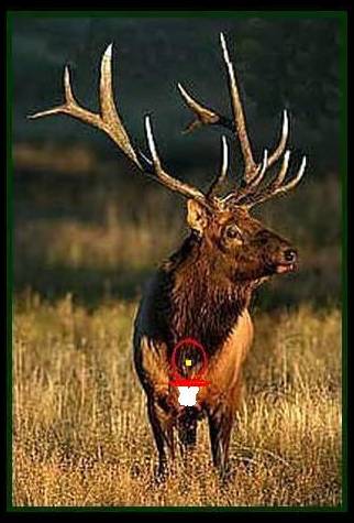 Head On Shot At an Elk