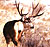 mule deer cam photos