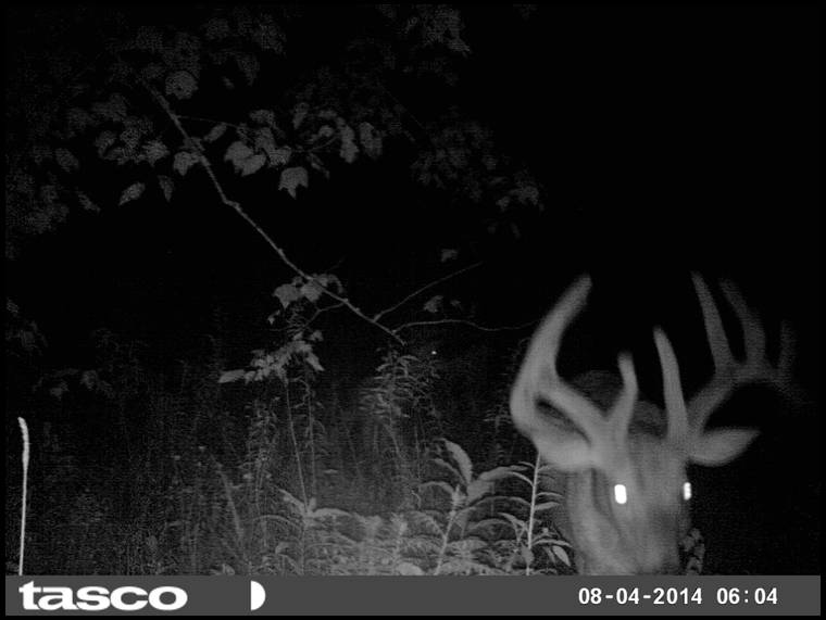 obsessed bowhunter's embedded Photo