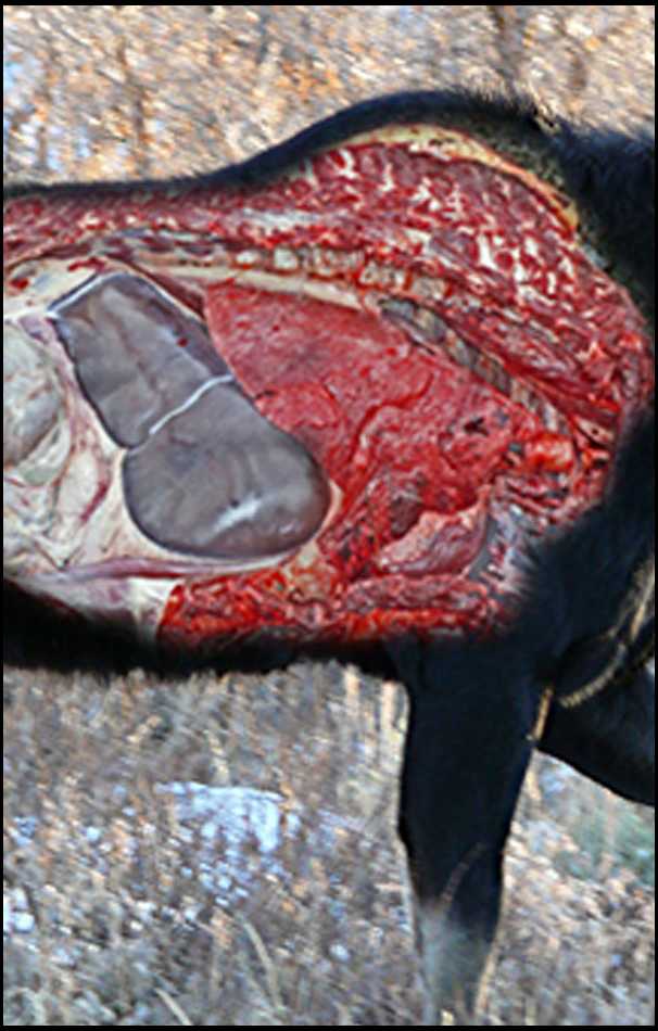 Elk anatomy overlays