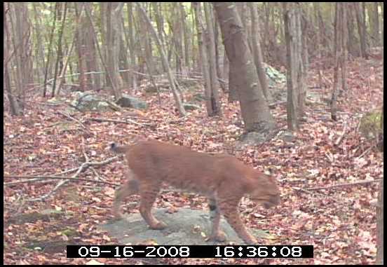 bobcats in connecticut
