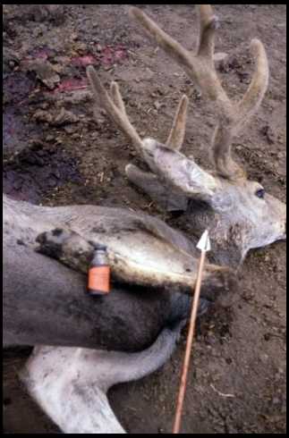Africanbowhunter's embedded Photo