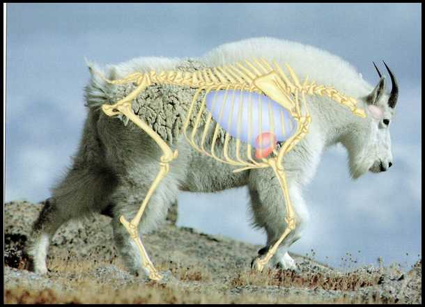 Pictures of Mountain Goat Anatomy?