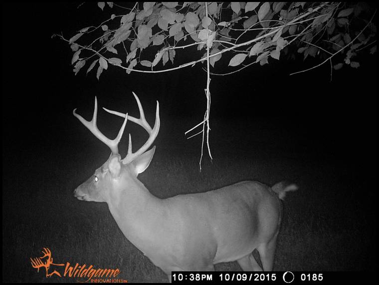 CajunBowhunter's embedded Photo