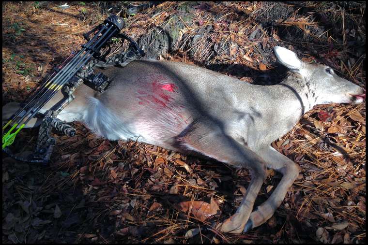 Bowhunter4life's embedded Photo
