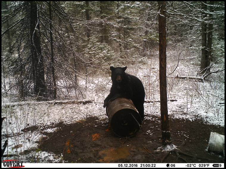 Bear Track's embedded Photo