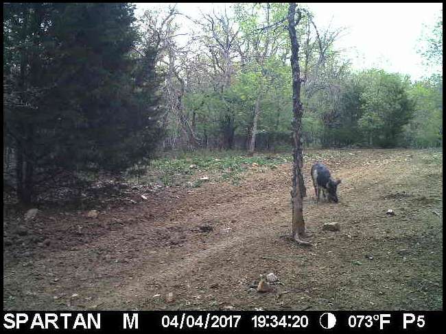 Tradman and Huntress's embedded Photo