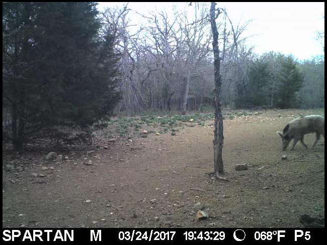 Tradman and Huntress's embedded Photo