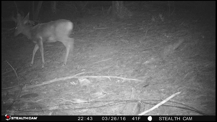 Coyote 65's embedded Photo