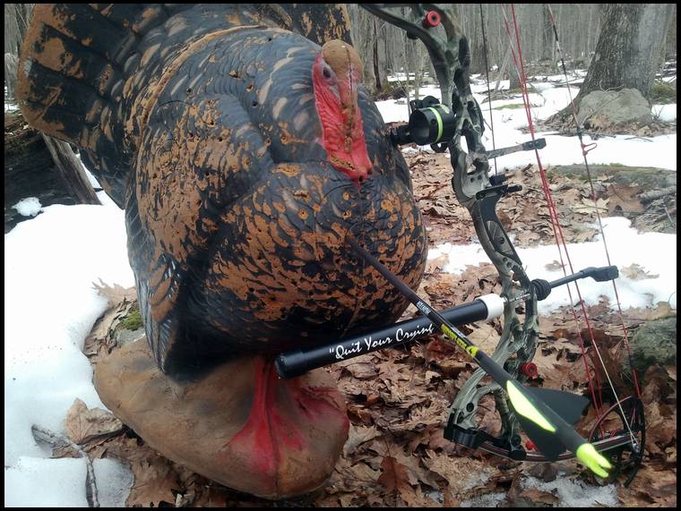 CT bow junkie's embedded Photo