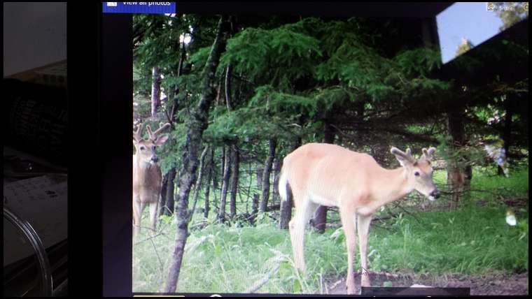 Crazy4whitetail's embedded Photo