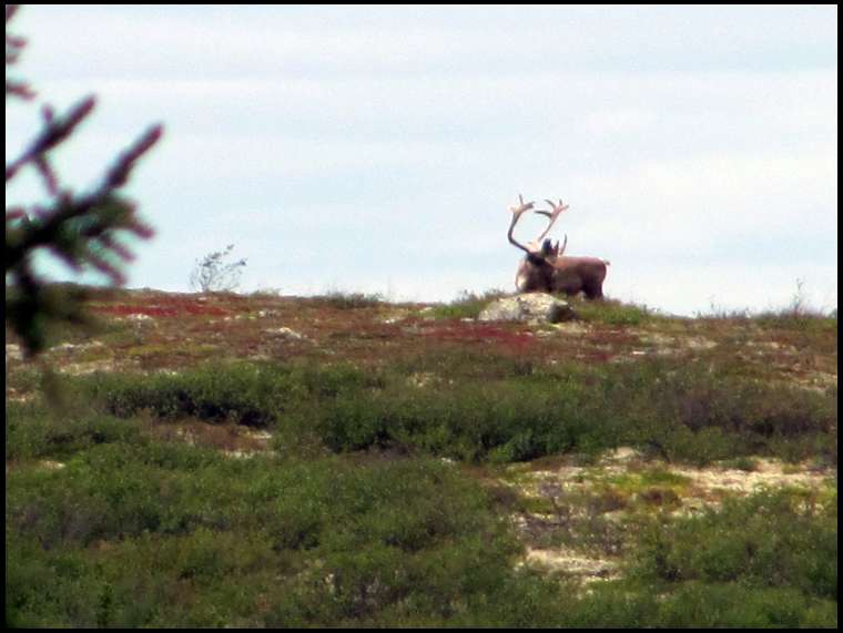 caribou77's embedded Photo