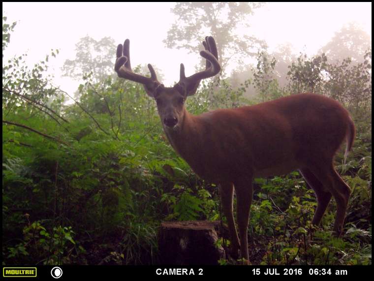 MuskyBuck's embedded Photo