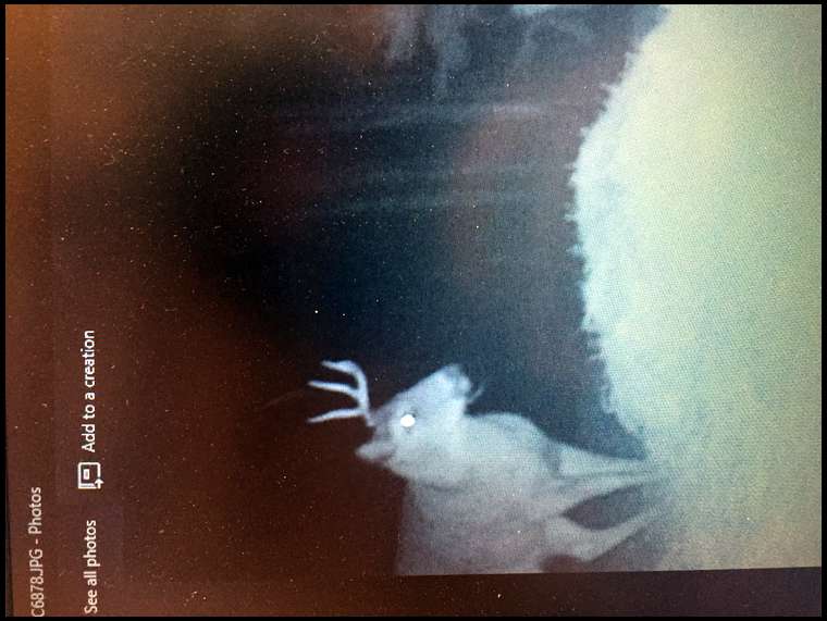 Crazy4whitetails's embedded Photo