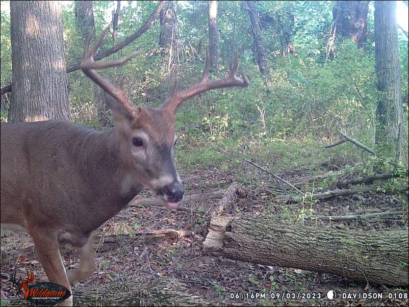 Bowhunting 5C's embedded Photo