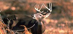 Whitetail Deer