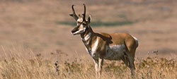 Pronghorn