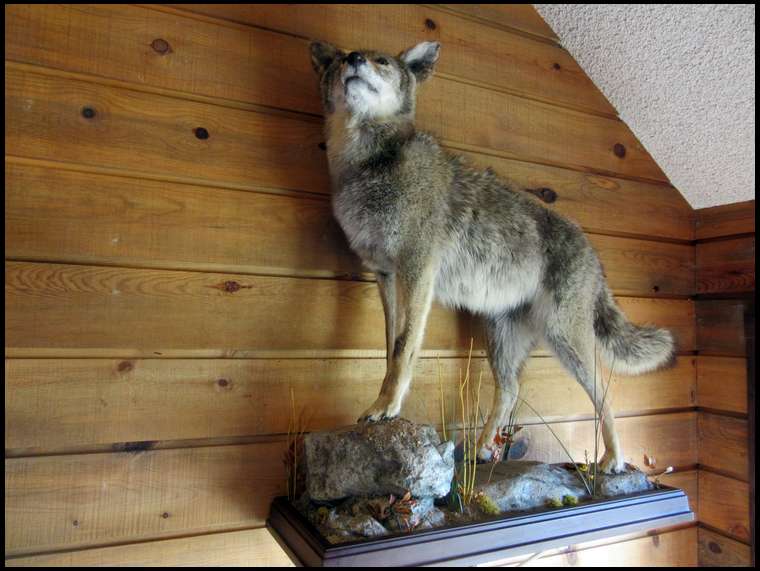 Coyote full body mount
