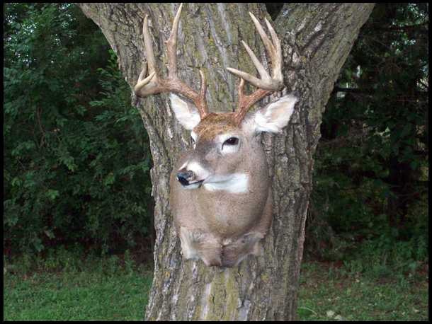 bowhuntingfever's embedded Photo