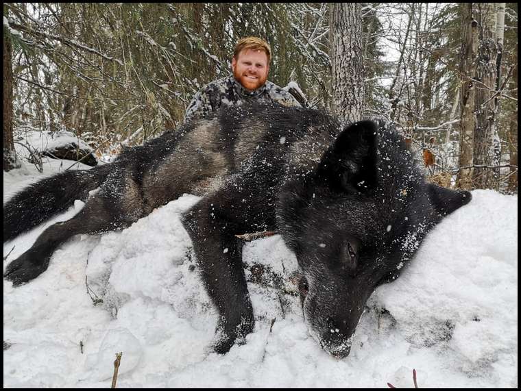 2020 wolf hunts/trapline with Babine