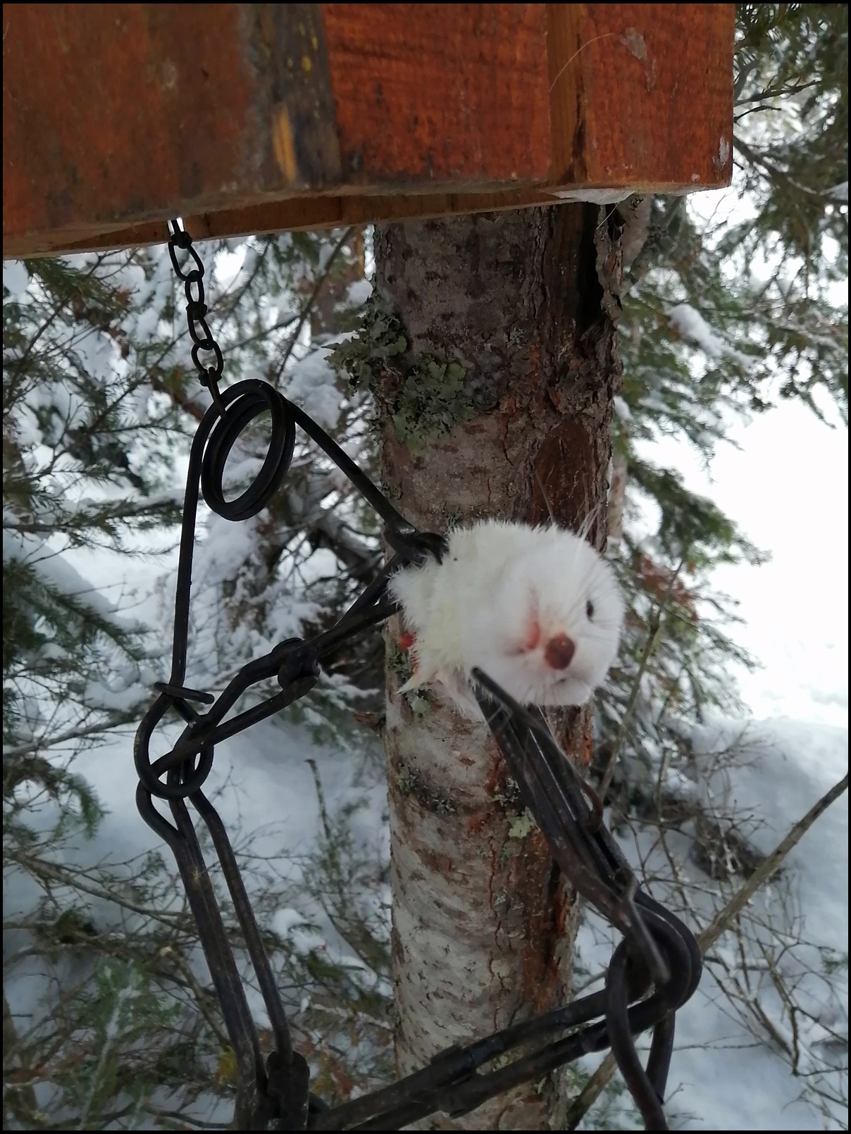 Babine Guide's embedded Photo