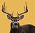 whitetail deer Associated Photos