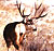 mule deer Associated Photos