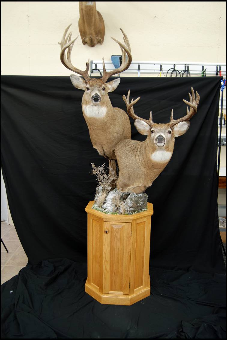 Whitetail deer double pedestal mount?