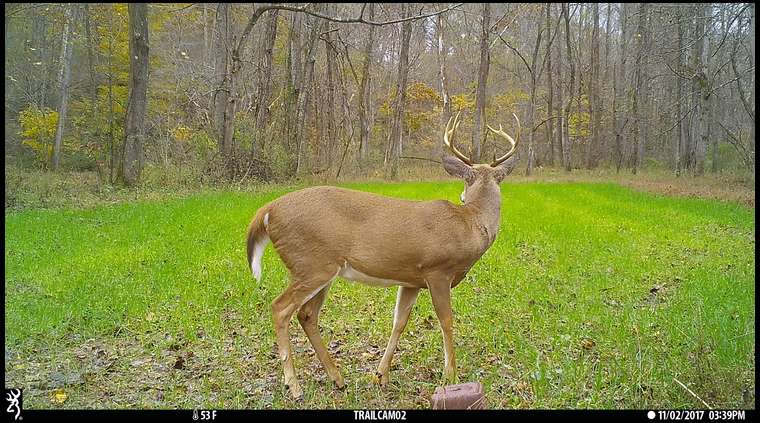 OH-bowhunter's embedded Photo