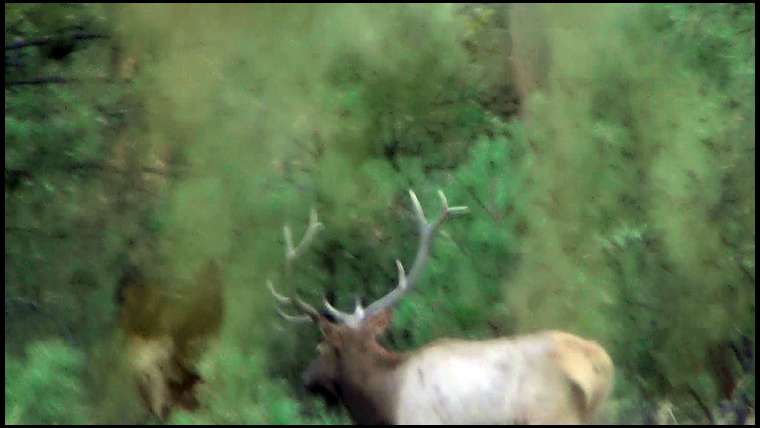 BowhuntBill's embedded Photo