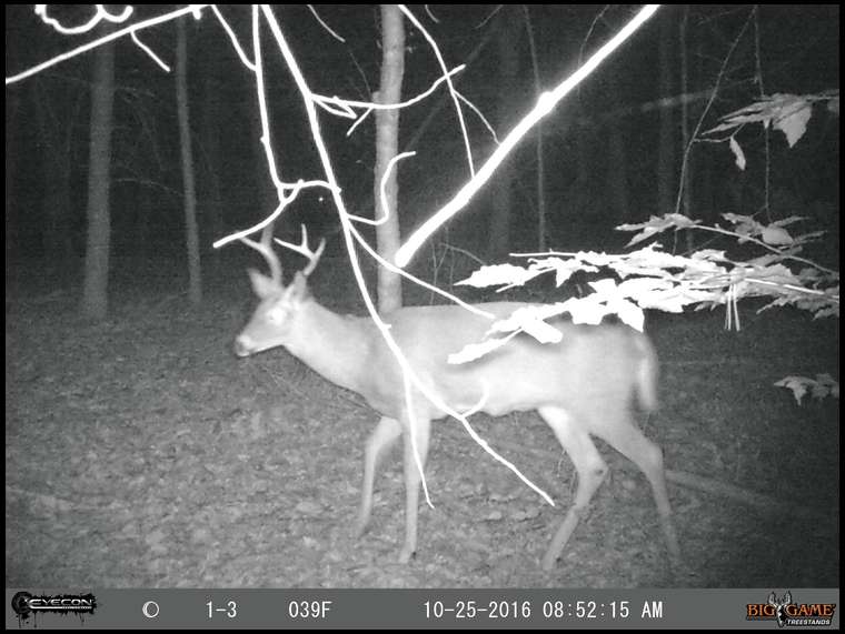 RI Deer Hunter's embedded Photo