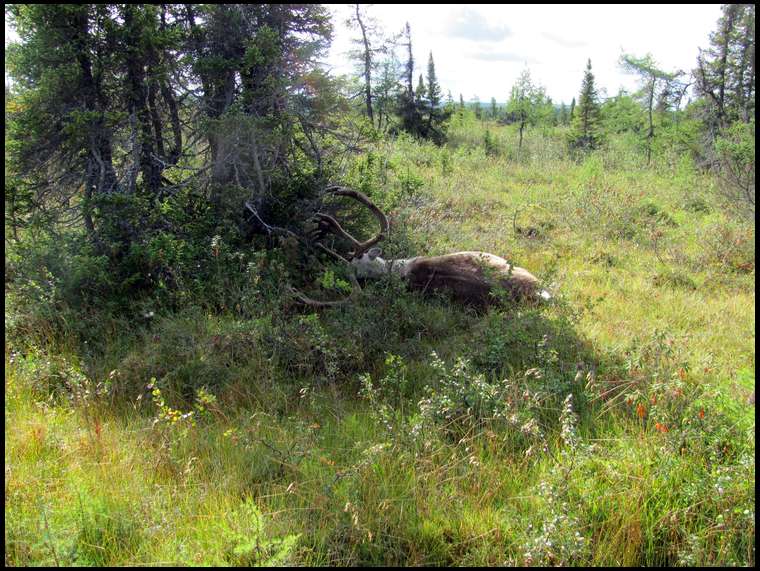 caribou77's embedded Photo