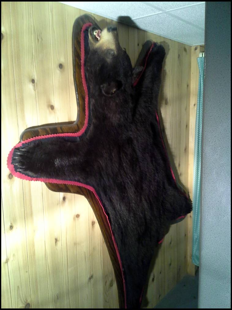 Hanging A Bearskin Rug - How To Hang A Bear Skin Rug On The Wall