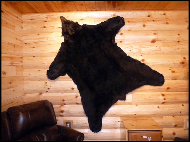 Hanging A Bearskin Rug - How To Hang A Bear Skin Rug On The Wall