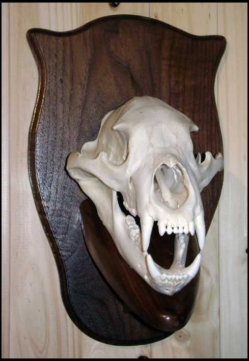 Bear Skull Plaque
