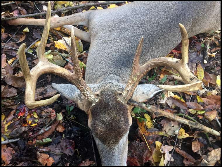 PSE Bowhunter's embedded Photo