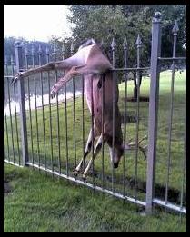 deer balls caught on fence