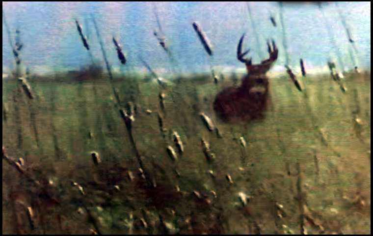 deerslayer's embedded Photo
