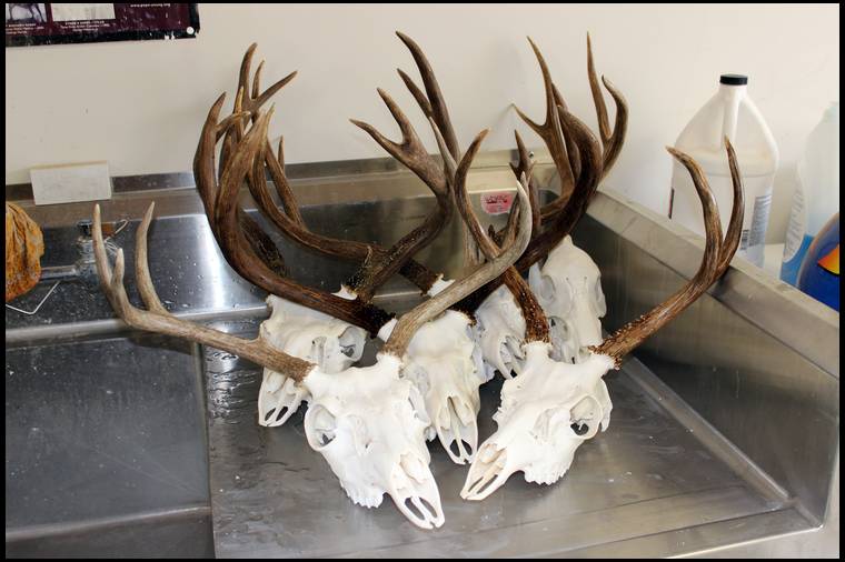 can you bury a deer head for european mount