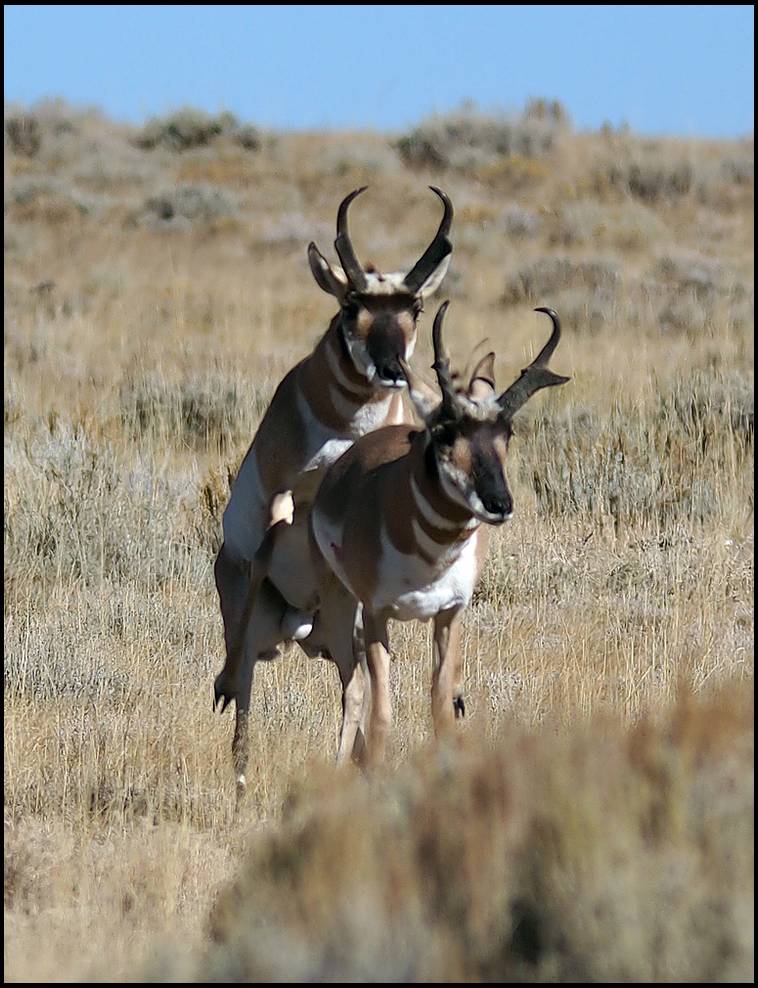 unique antelope mounts.