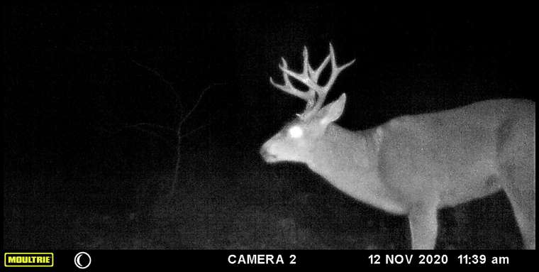 Blacktailbowhunter's embedded Photo