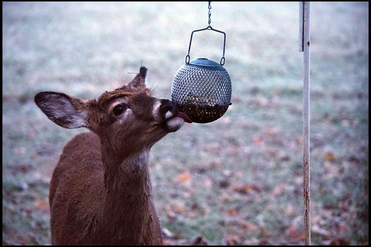 Deer eat corn. Deer smell well. Soak the air with a fresh corn spray