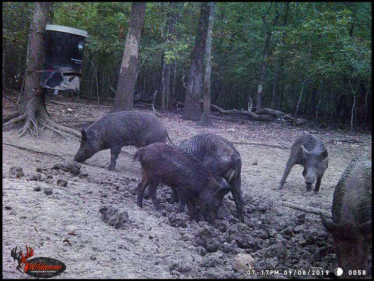 Shiloh Ranch Hunting's embedded Photo