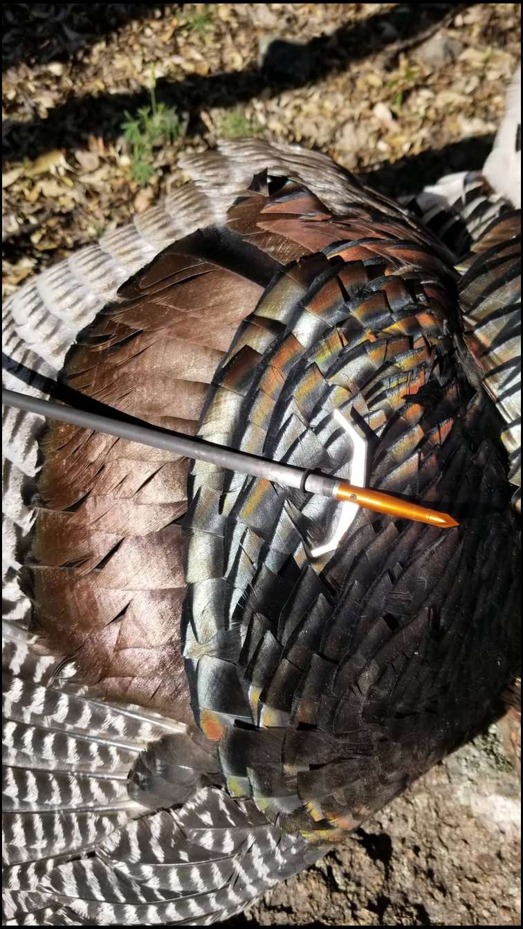 Ward's Outfitters's embedded Photo