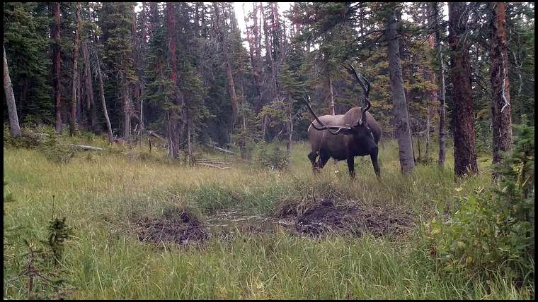 CO_Bowhunter's embedded Photo