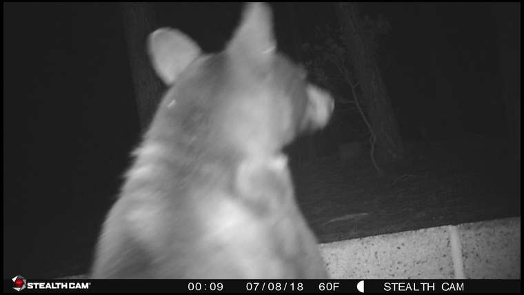 Coyote 65's embedded Photo
